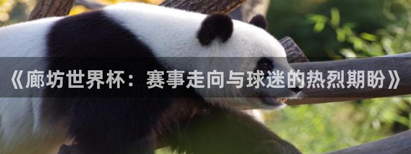 《廊坊世界杯：赛事走向与球迷的热烈期盼》