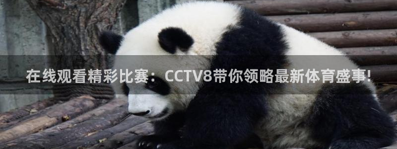 88看球在线看nba：在线观看精彩比赛：CCTV8带你领略最新体育盛事!